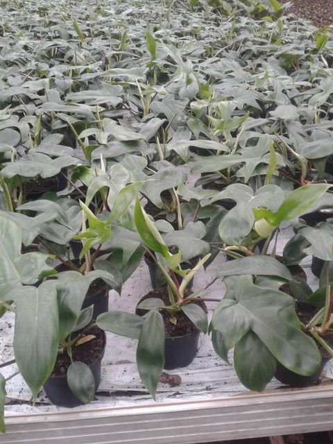 Philodendron FLORIDA GREEN