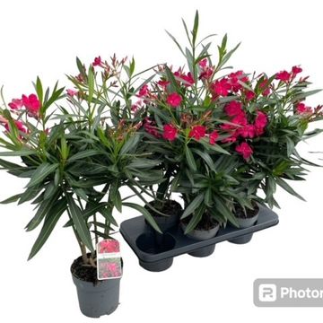 Nerium oleander