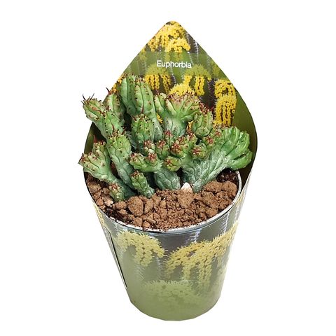Euphorbia enopla 'Corallina'