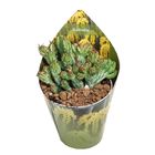 Euphorbia enopla 'Corallina'