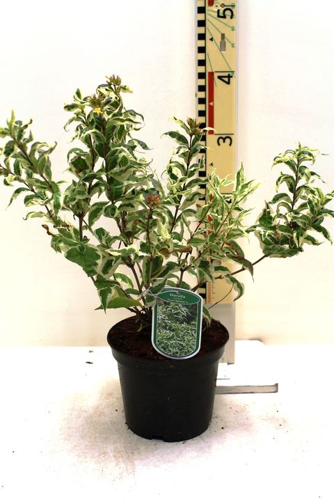Diervilla sessilifolia 'Variegata'