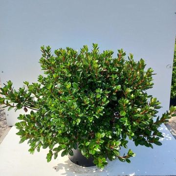 Rhododendron 'Johanna' (AJ)