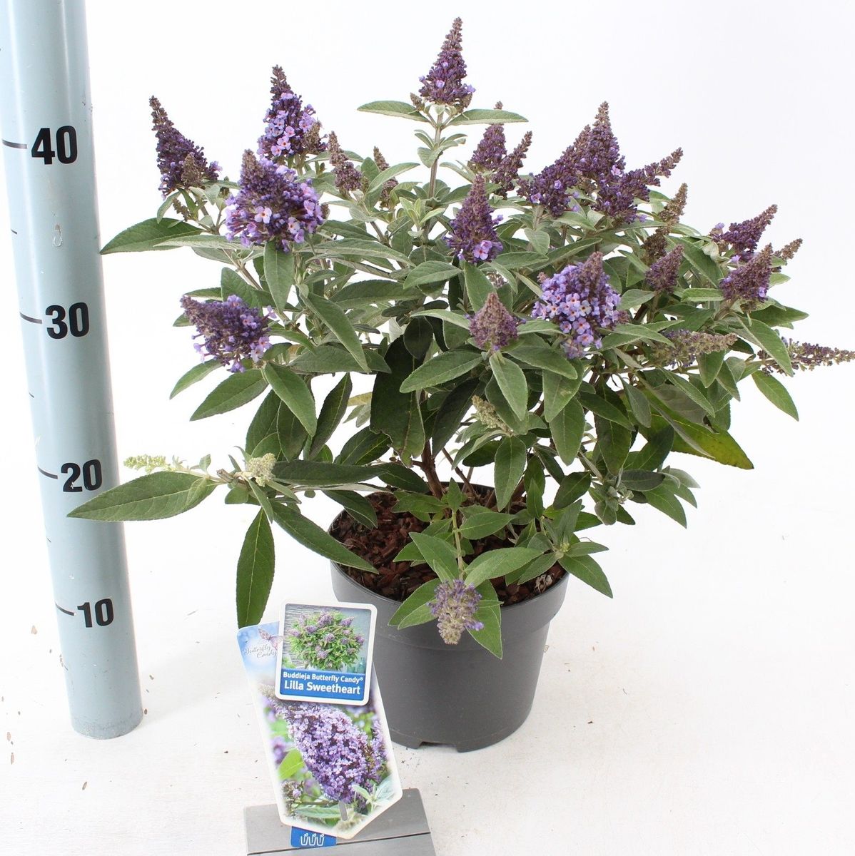 Buddleja davidii BUTTERFLY CANDY LILA SWEETHEART — Plant Wholesale ...