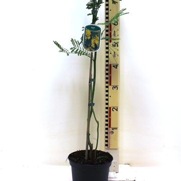 Acacia dealbata