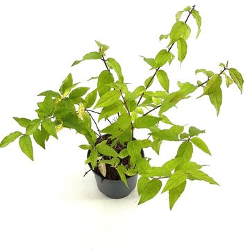 Deutzia RASPBERRY SUNDAE