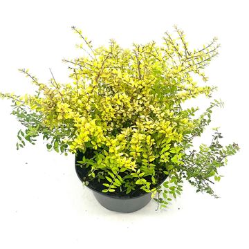 Lonicera nitida 'Baggesen's Gold'