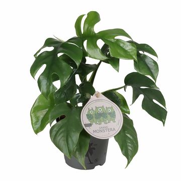 Monstera minima