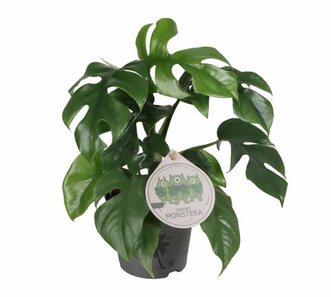 Monstera minima
