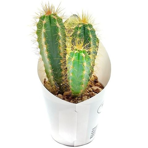 Pilosocereus azureus