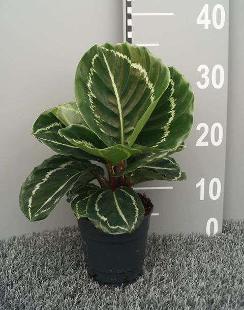 Calathea 'Apple Bee'