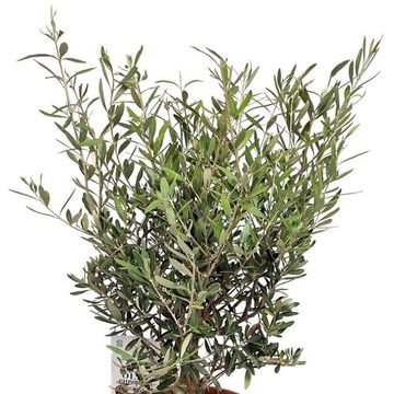 Olea europaea