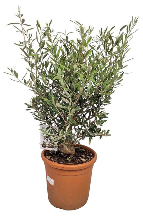 Olea europaea
