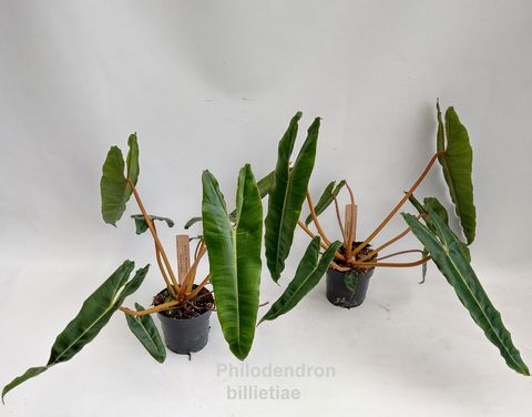 Philodendron billietiae