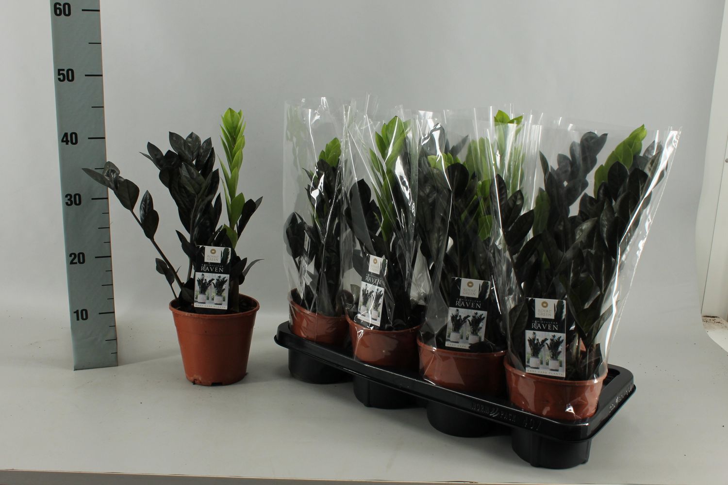 Zamioculcas zamiifolia RAVEN — Plant Wholesale FlorAccess