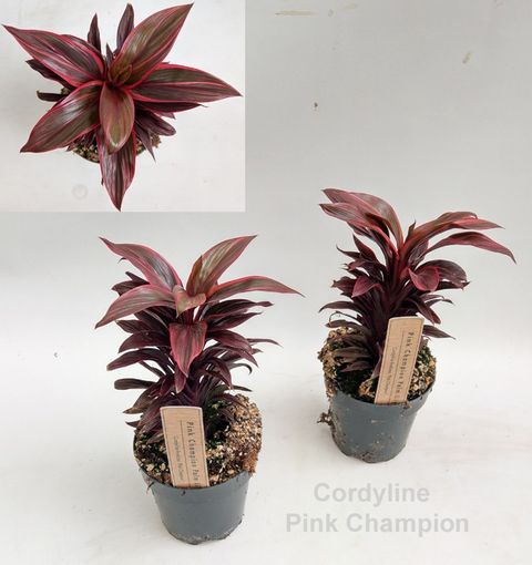 Cordyline 'Pink Champion'