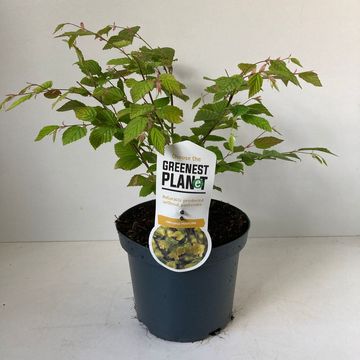 Corylopsis pauciflora