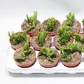Euphorbia leucodendron cristata