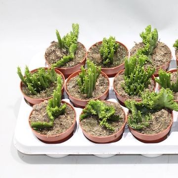 Euphorbia leucodendron cristata