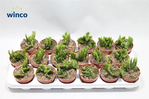 Euphorbia leucodendron cristata