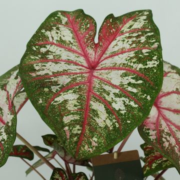 Caladium 'Tapestry'