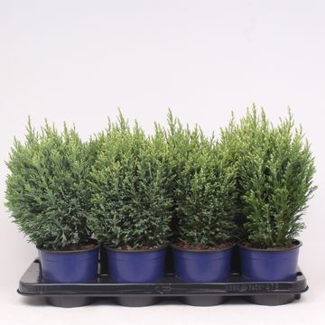 Chamaecyparis lawsoniana 'Snow White'