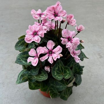 Cyclamen persicum ILLUSIA LIGHT WITH EYE