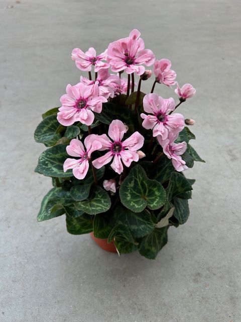 Cyclamen persicum ILLUSIA LIGHT WITH EYE