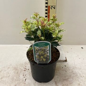 Osmanthus heterophyllus 'Goshiki'