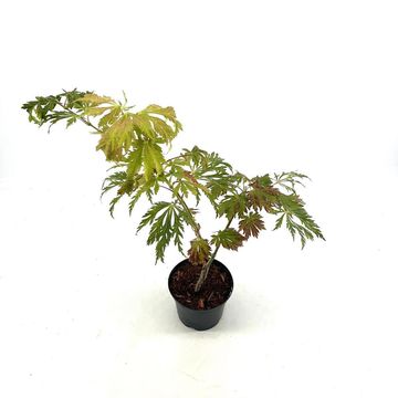 Acer japonicum 'Aconitifolium'