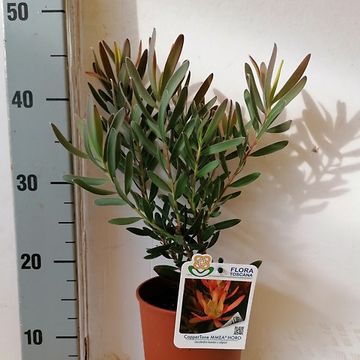 Leucadendron 'Coppertone'