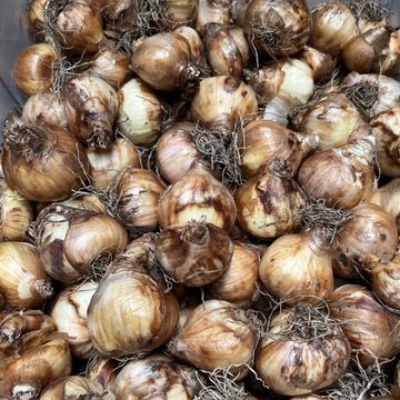 Narcissus 'Tête-à-Tête'