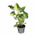 Filodendro burle-marxii 'Variegata'