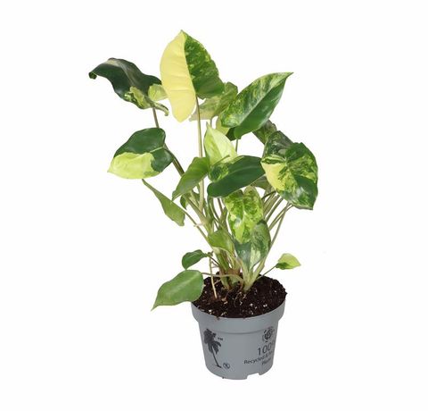 Philodendron burle-marxii 'Variegata'