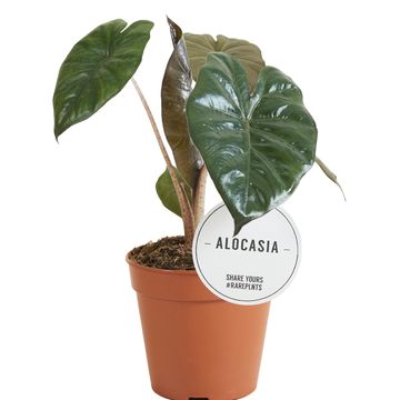 Alocasia 'Yucatan Princess'