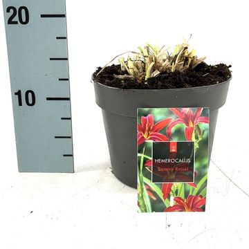 Hemerocallis 'Sammy Russell'