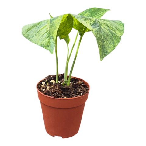 Epipremnum pinnatum MINT