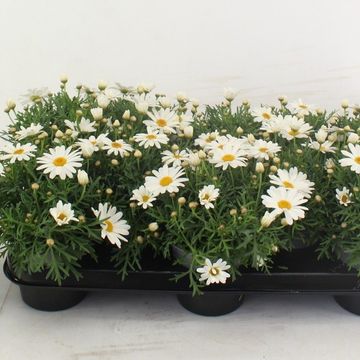 Argyranthemum frutescens LA RITA WHITE