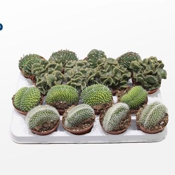 Кактуси CRISTATA MIX