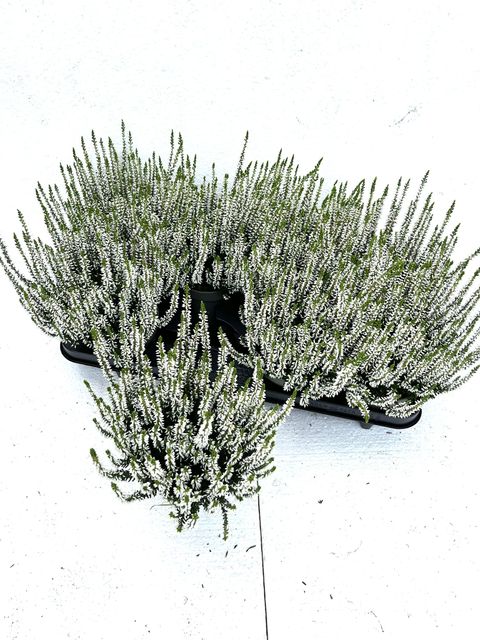 Calluna vulgaris GARDEN GIRLS ALICIA