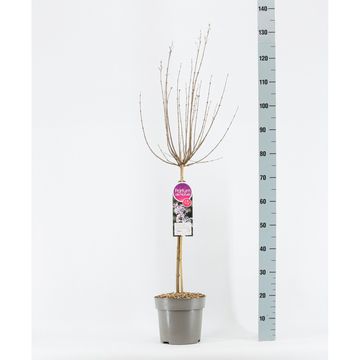 Syringa meyeri FLOWERFESTA WHITE