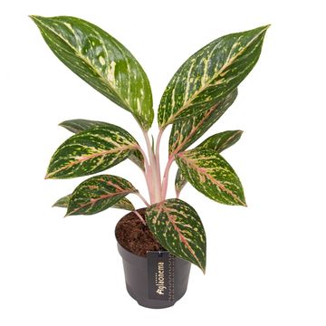 Aglaonema 'Coco Green'