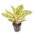 Aglaonema 'Chartreuse Pretty'
