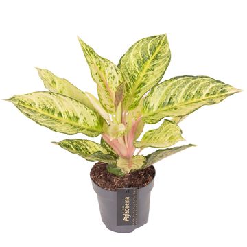 Aglaonema 'Chartreuse Pretty'