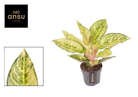 Aglaonema 'Chartreuse Pretty'