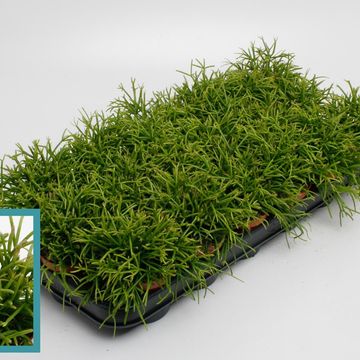 Rhipsalis baccifera 'Oasis'