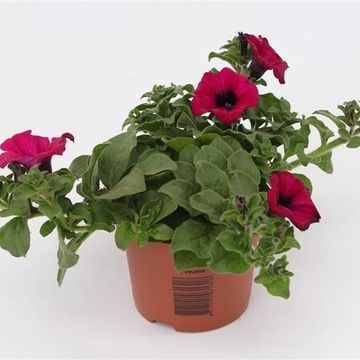 Petunia GGG SUNPLEASURE PURPLE