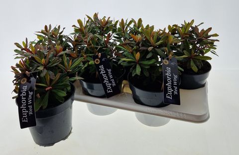 Euphorbia x martini TINY TIM