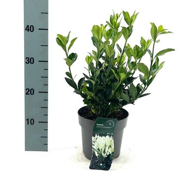 Euonymus japonicus EXTRAVAGANZA