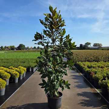 Magnolia grandiflora 'Kay Paris'