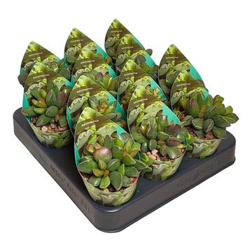 Adromischus cristatus 'Purple Skin'